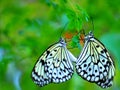 Ceylon Tree Nymph butterflies mating