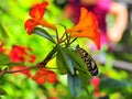 Ceylon Tree-Nymph butterfly among flowers