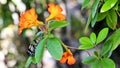 Ceylon Tree-Nymph butterfly & flowers