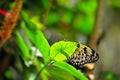 Ceylon Tree-Nymph butterfly on green leaf