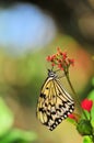 Ceylon Tree-Nymph butterfly holding bouquet