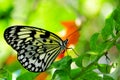 Ceylon Tree Nymph butterfly