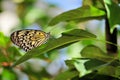 Ceylon Tree-Nymph butterfly standing on leaf