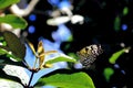 Ceylon Tree-Nymph butterfly standing on leaf