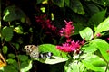 Ceylon Tree-Nymph & piano key butterflies