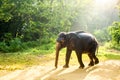 Ceylon wild elephant in tropical jungle