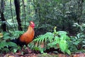 Ceylonhoen, Ceylon Junglefowl, Gallus lafayettii