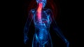 cg healthcare 3d illustration, Cervical, top part of human spine on x ray human body