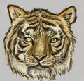 Cg painting tiger head