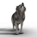 CGI Grey Brown Wolf Howling