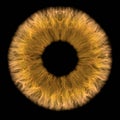 Cgi render image of isolated iris in the eye