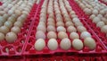 cgiken egg collection that is ready for sale