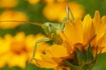 Cgreen grasshopper looking out from yellow flower in garden Royalty Free Stock Photo