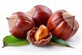 Ch? description a chestnut fruit with shell and leaf isolated on white background, detailed photo Royalty Free Stock Photo