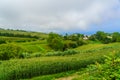 Cha Gorreana tea factory plantation in green summer colours on Sao Miguel island, Azores, Portugal