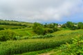 Cha Gorreana tea factory plantation in green summer colours on Sao Miguel island, Azores, Portugal Royalty Free Stock Photo