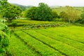 Cha Gorreana tea factory plantation in green summer colours on Sao Miguel island, Azores, Portugal Royalty Free Stock Photo