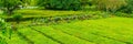 Cha Gorreana tea factory plantation in green summer colours on Sao Miguel island, Azores, Portugal Royalty Free Stock Photo