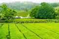 Cha Gorreana tea factory plantation in green summer colours on Sao Miguel island, Azores, Portugal Royalty Free Stock Photo