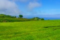 Cha Gorreana tea factory plantation in green summer colours on Sao Miguel island, Azores, Portugal Royalty Free Stock Photo