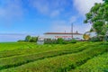 Cha Gorreana tea factory plantation in green summer colours on Sao Miguel island, Azores, Portugal Royalty Free Stock Photo