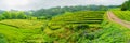 Tea factory plantation in green summer colours on Sao Miguel island, Azores, Portugal Royalty Free Stock Photo