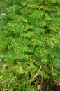 Chaam tree. Royalty Free Stock Photo