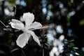 Chaba flower on the nature