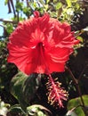 A bright red Chaba flower, hibiscus rosa sinensis