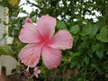 Chaba flower