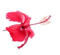 Chaba Flower on white background Royalty Free Stock Photo