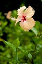 Chaba, hibiscus flower Royalty Free Stock Photo