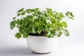 Chaber Growing In White Pot On White Background. Generative AI Royalty Free Stock Photo