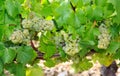 Chablis grapes, near Auxerre, Burgundy, France