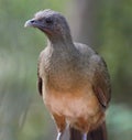 Chachalaca Royalty Free Stock Photo