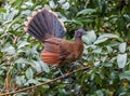 Chachalaca Royalty Free Stock Photo