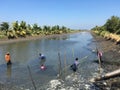 Thailand farmers are harvesting fish from their pond with a fishing net in Chachoengsao