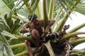 CHACHOENGSAO, THAILAND - MAY 12,2019 : Farmer middle-aged man climbing the palmyra palm tree or science name Borassus flabellifer