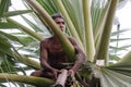 CHACHOENGSAO, THAILAND - MAY 12,2019 : Farmer middle-aged man climbing the palmyra palm tree or science name Borassus flabellifer