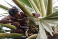 CHACHOENGSAO, THAILAND - MAY 12,2019 : Farmer middle-aged man climbing the palmyra palm tree or science name Borassus flabellifer