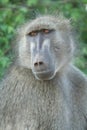 Chacma Baboon