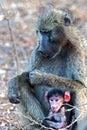 Chacma Baboon