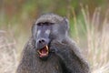 Chacma baboon