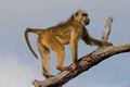 Chacma Baboon Royalty Free Stock Photo