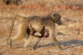 Chacma baboon with baby