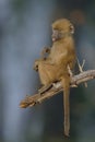 Sad looking Chacma Baboon Baby sitting in a tree Royalty Free Stock Photo