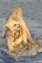Chacma baboon with baby sunbathing Royalty Free Stock Photo