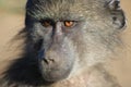 Chacma Baboon