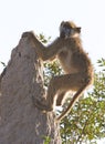 Chacma Baboon climbing rock