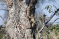 Chacma baboon climbing a tree